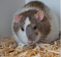 Mouse & Rat small animal bedding